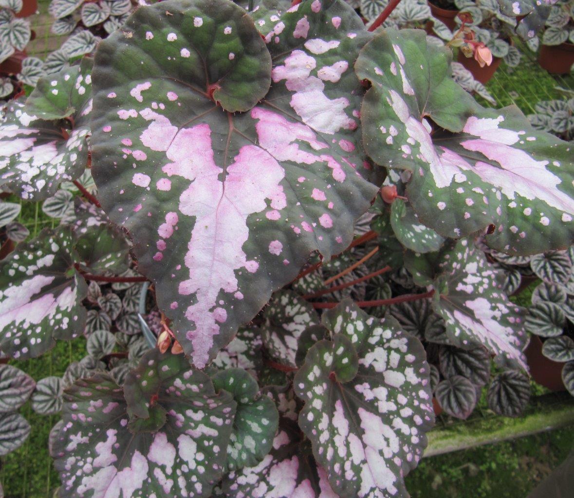 B. ‘Harmony’s Twisted Sister’